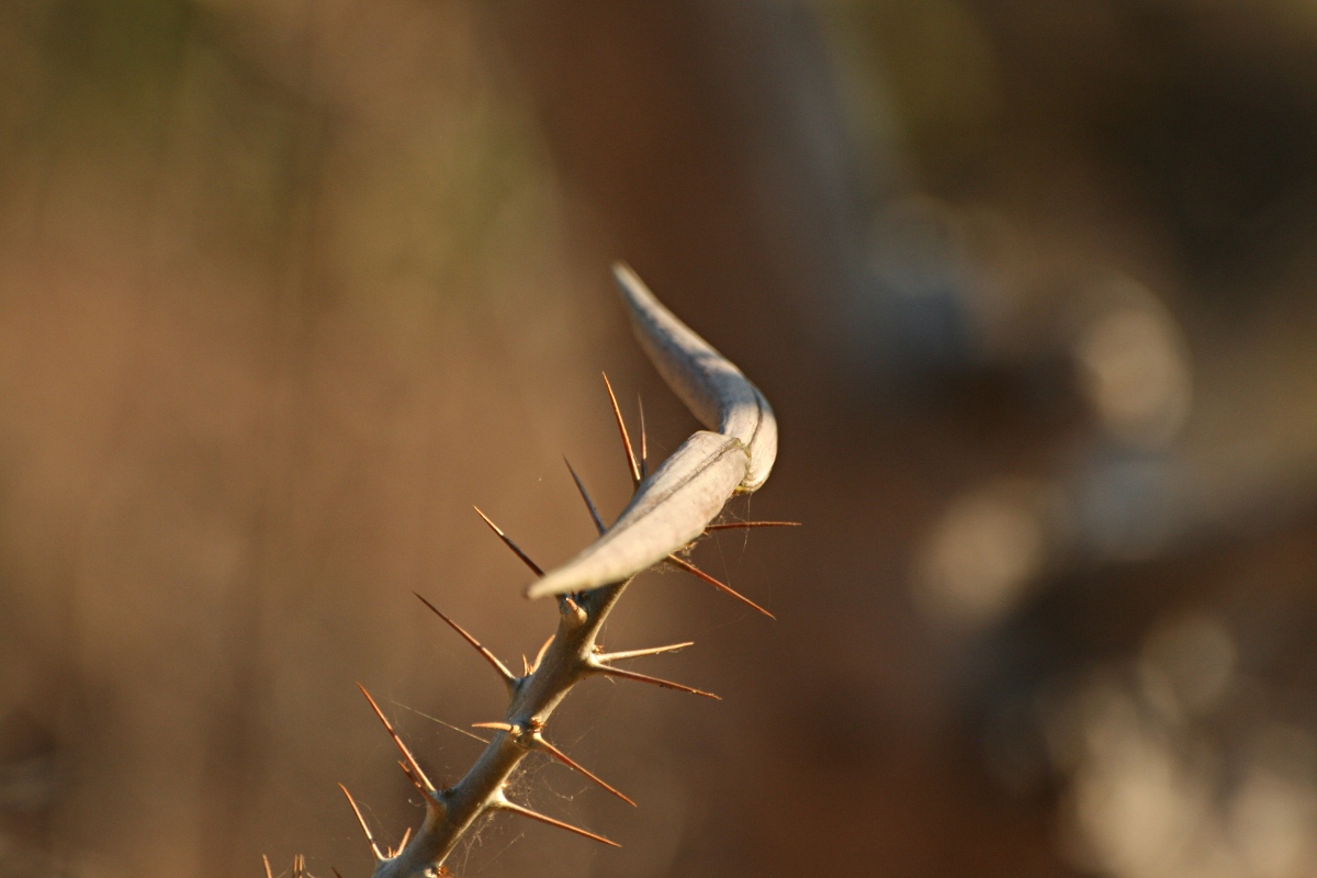Pachypodium saundersii