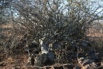 Pachypodium saundersii