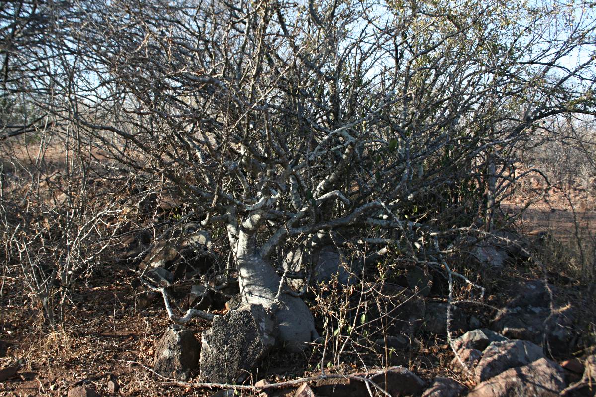 Pachypodium saundersii