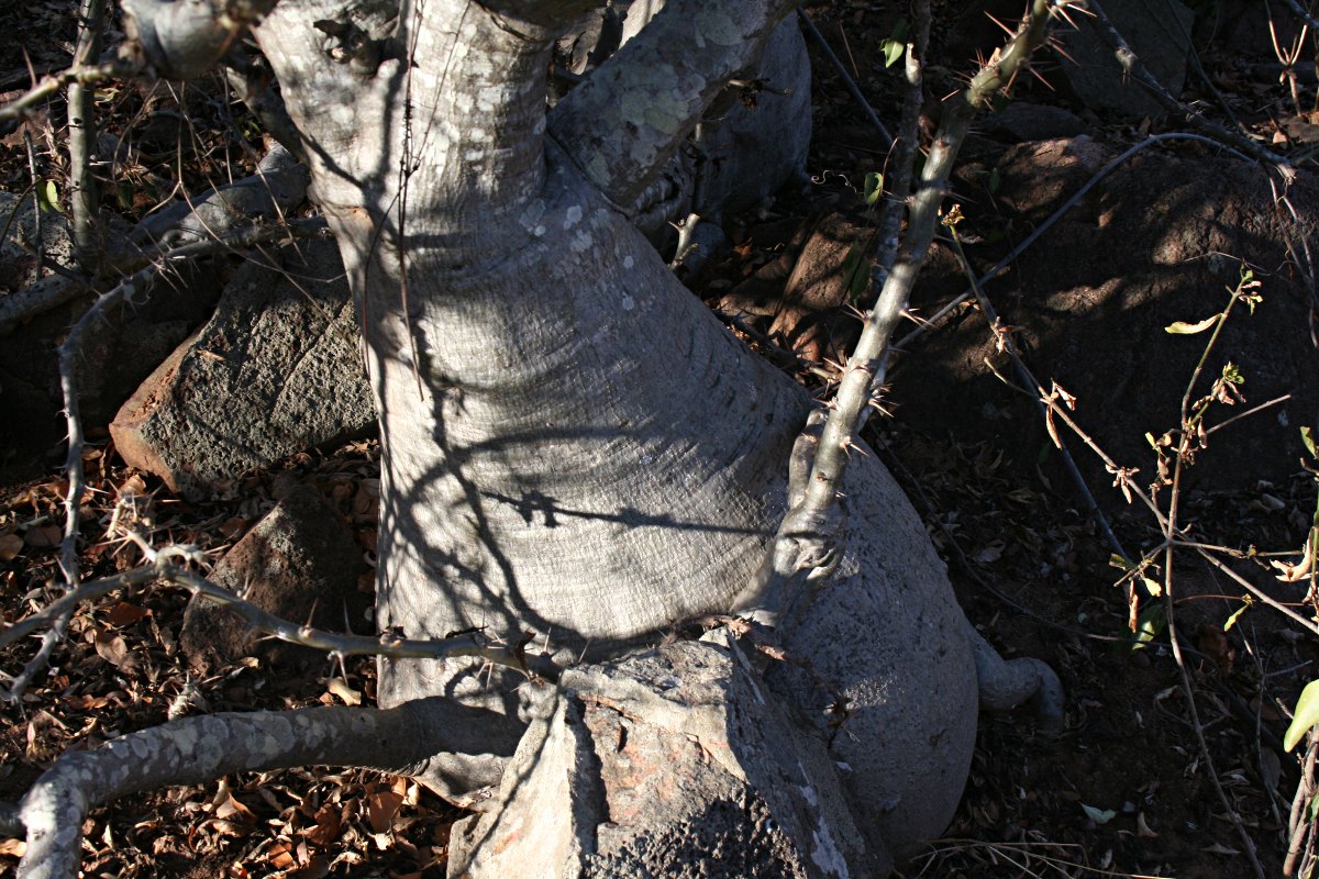 Pachypodium saundersii