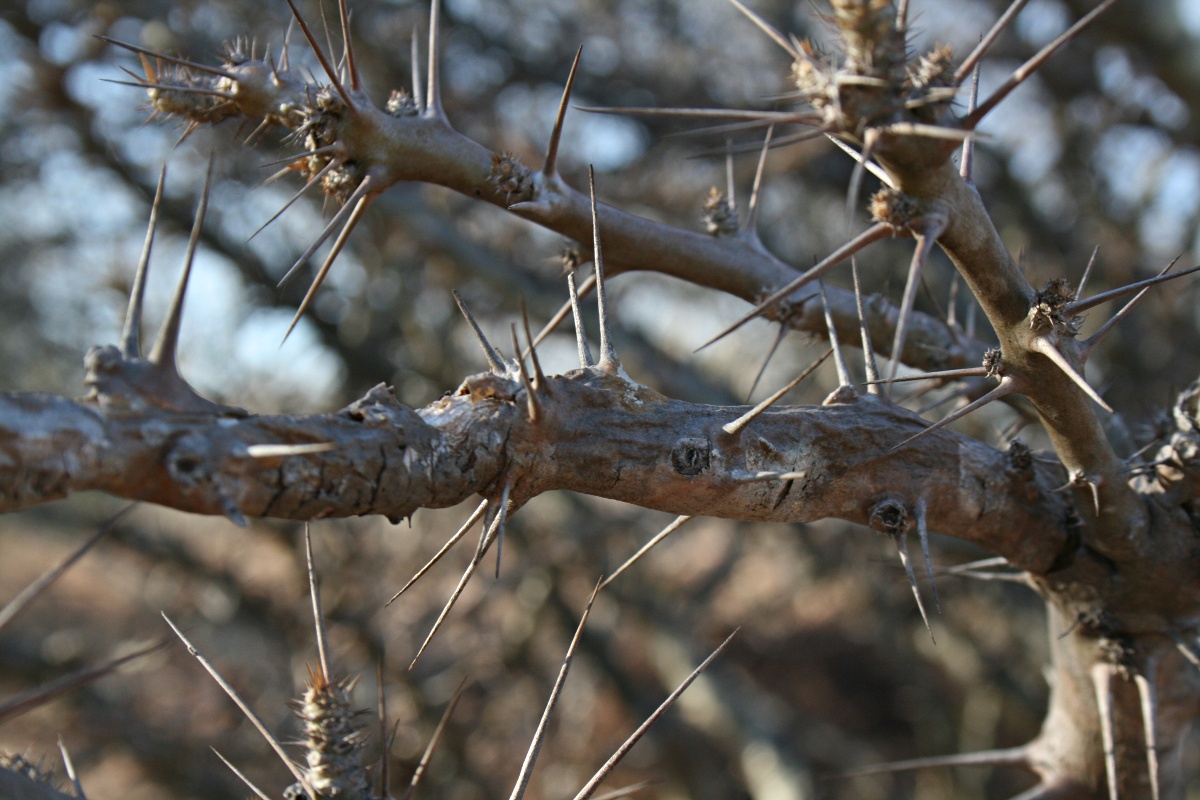 Pachypodium saundersii