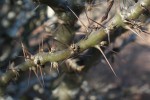 Pachypodium saundersii