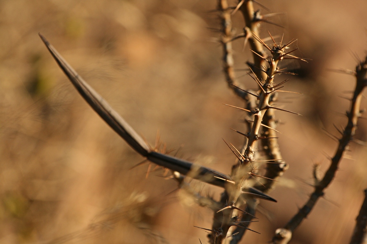 Pachypodium saundersii