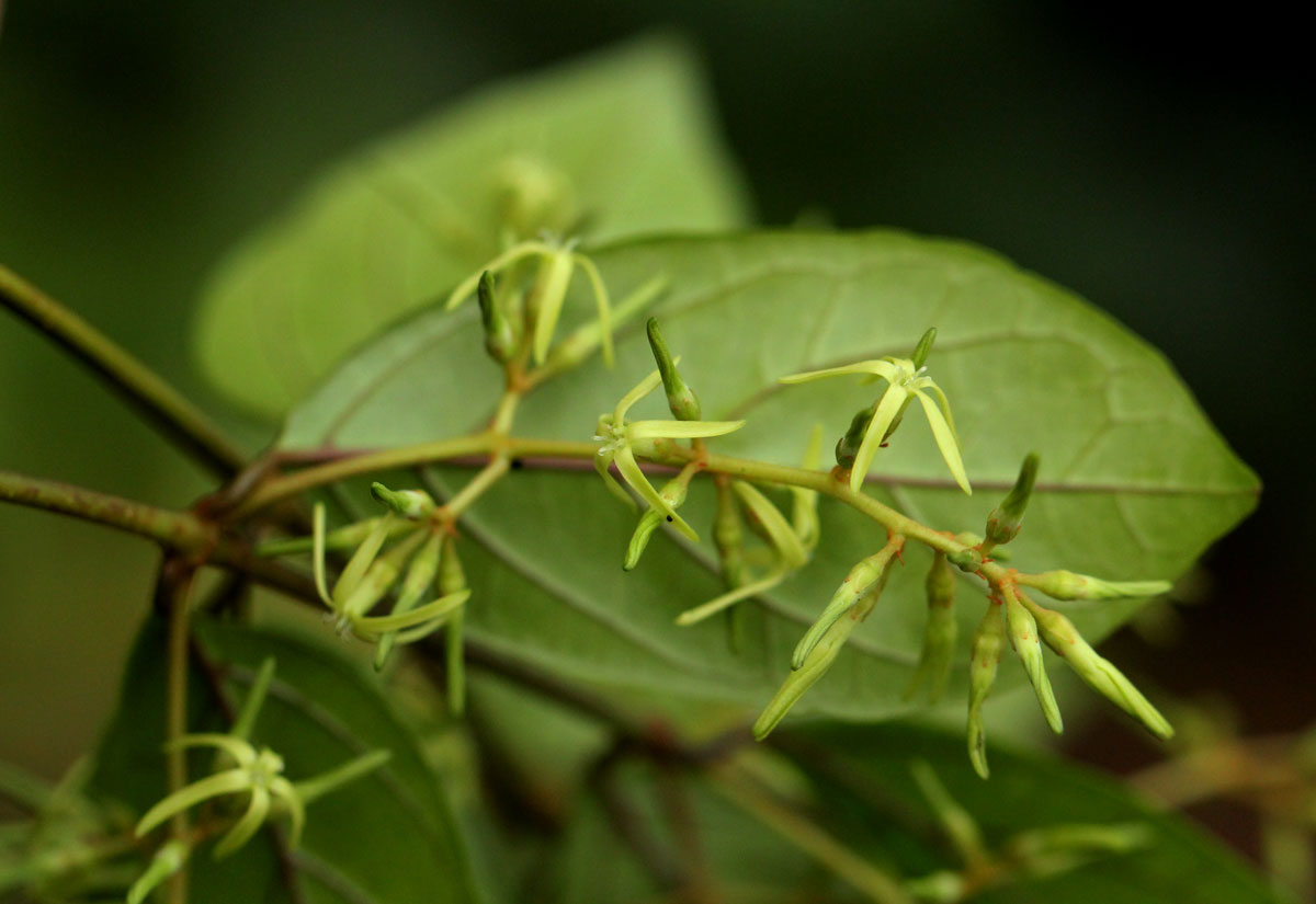 Oncinotis tenuiloba