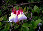 Strophanthus courmontii