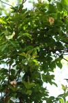 Strophanthus courmontii