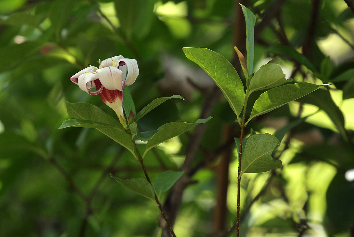 Strophanthus courmontii