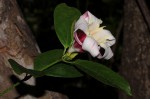 Strophanthus courmontii