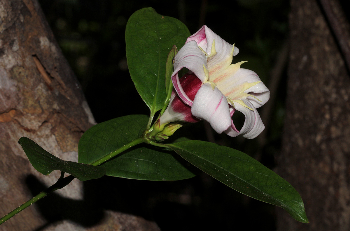 Strophanthus courmontii