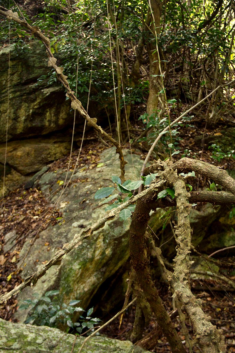 Strophanthus courmontii