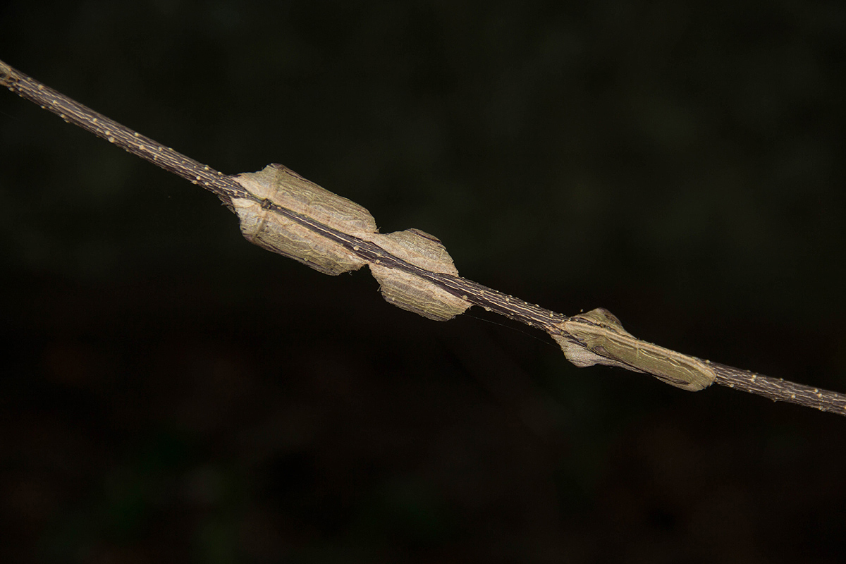Strophanthus courmontii