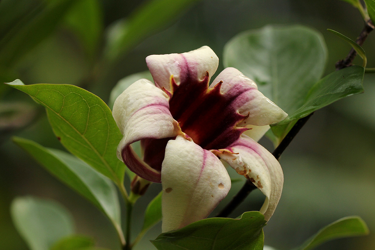 Strophanthus courmontii