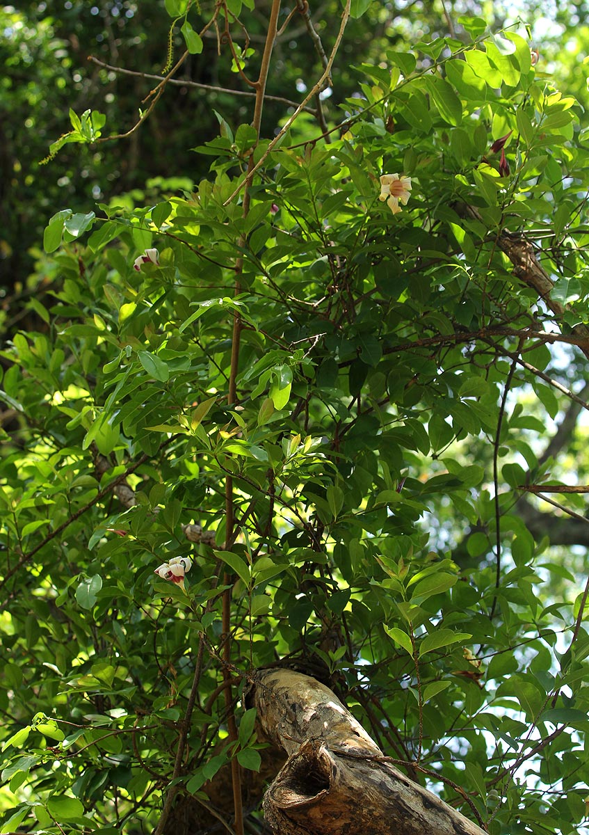 Strophanthus courmontii