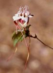 Strophanthus petersianus