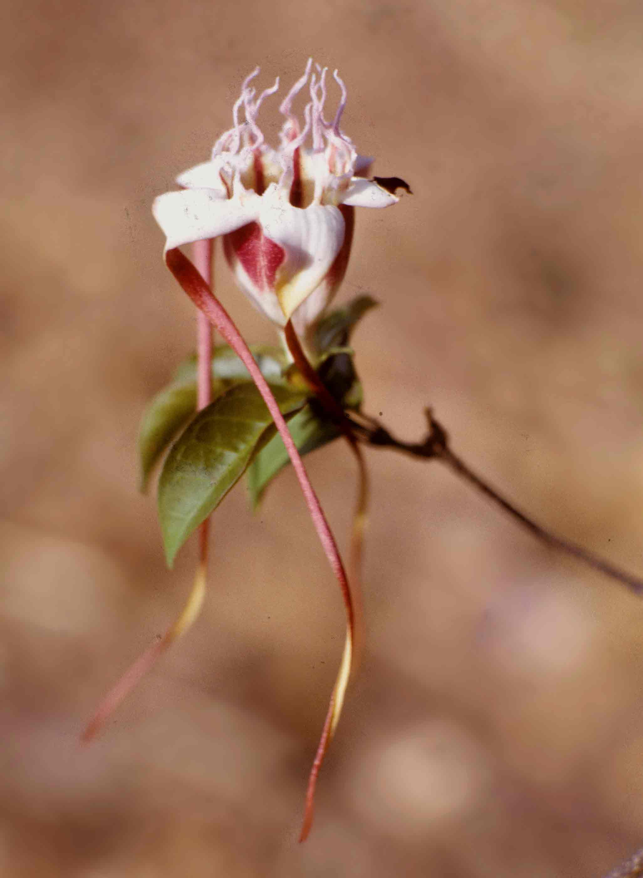 Strophanthus petersianus