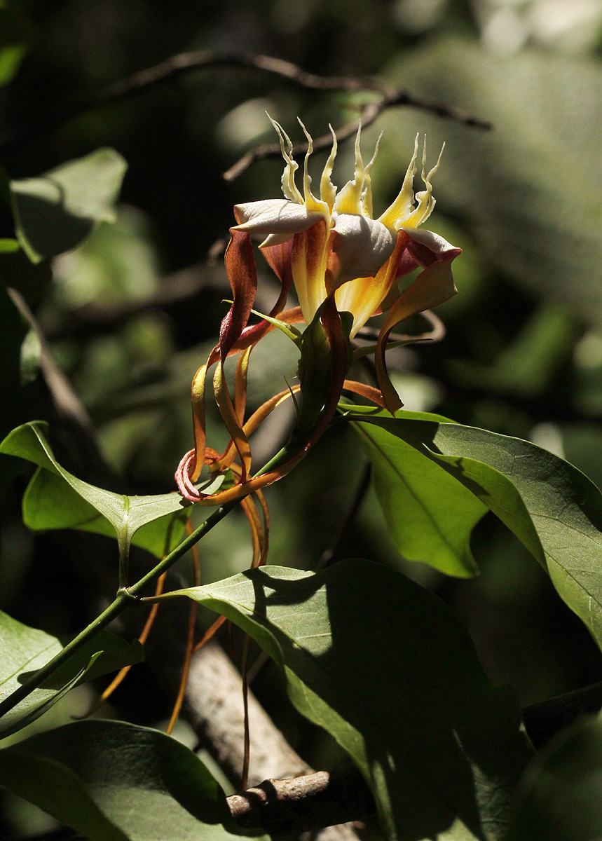 Strophanthus petersianus