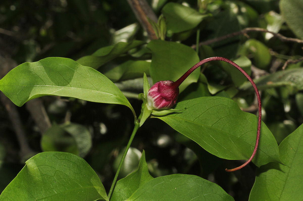 Strophanthus petersianus