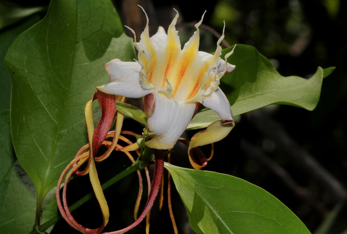 Strophanthus petersianus