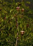 Strophanthus petersianus