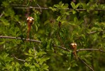 Strophanthus petersianus