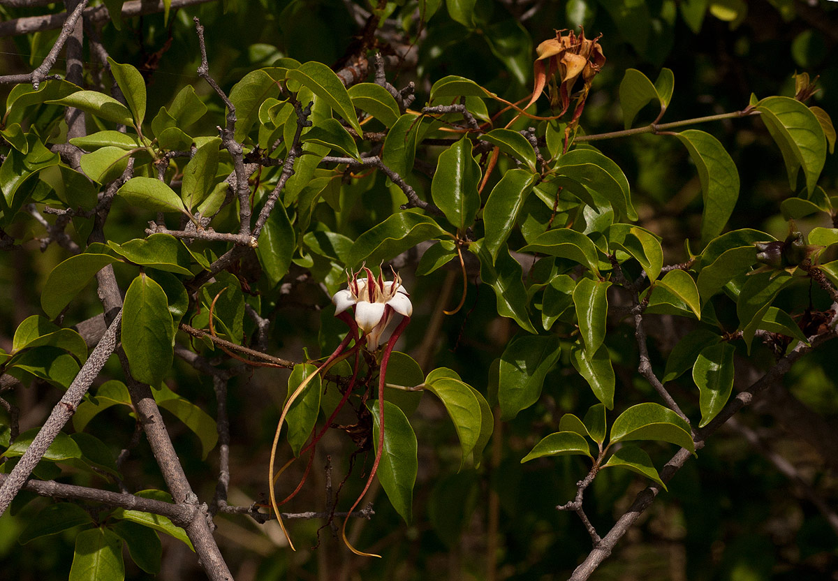 Strophanthus petersianus