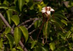 Strophanthus petersianus