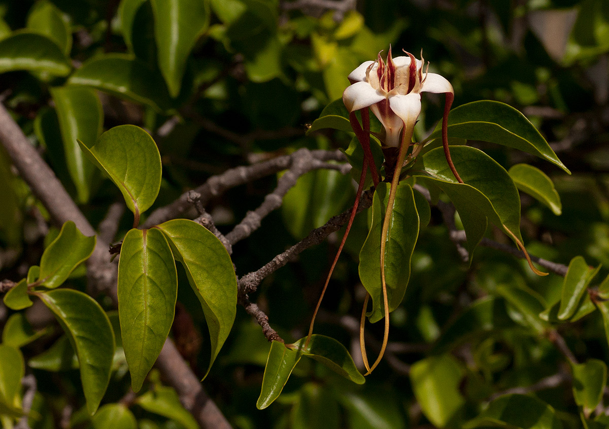Strophanthus petersianus