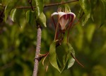 Strophanthus petersianus