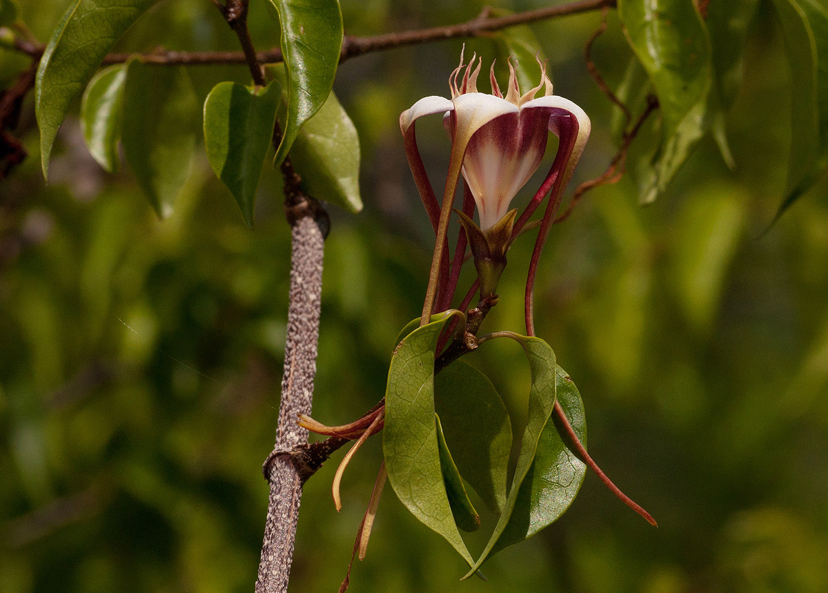 Strophanthus petersianus