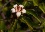 Strophanthus petersianus