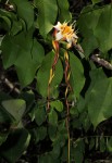 Strophanthus petersianus