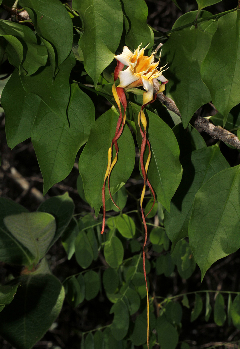 Strophanthus petersianus