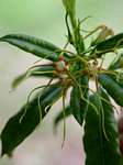 Strophanthus speciosus