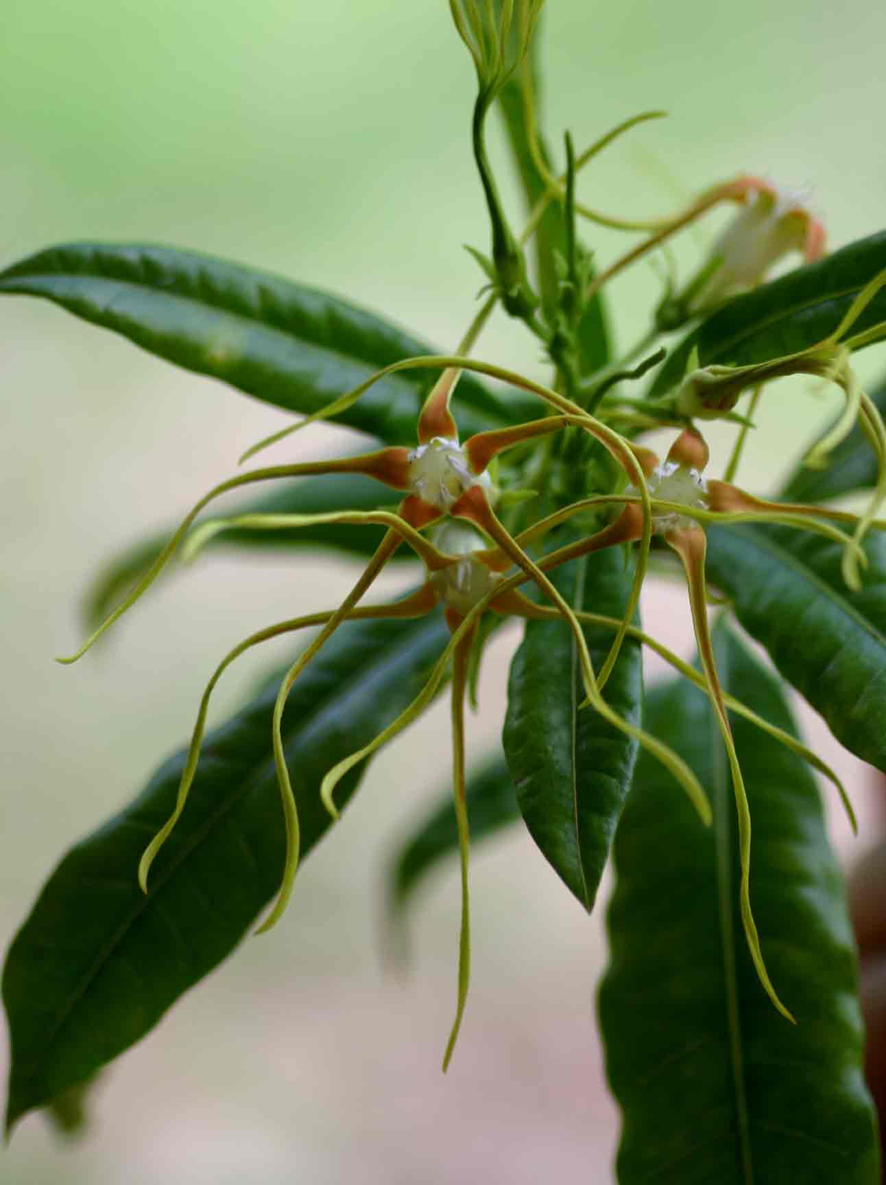Strophanthus speciosus