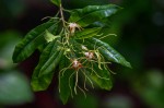 Strophanthus speciosus