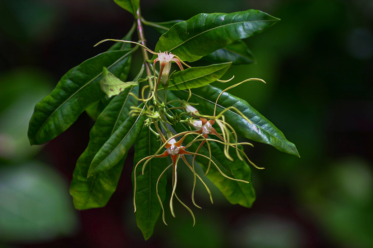 Strophanthus speciosus