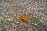 Strophanthus speciosus