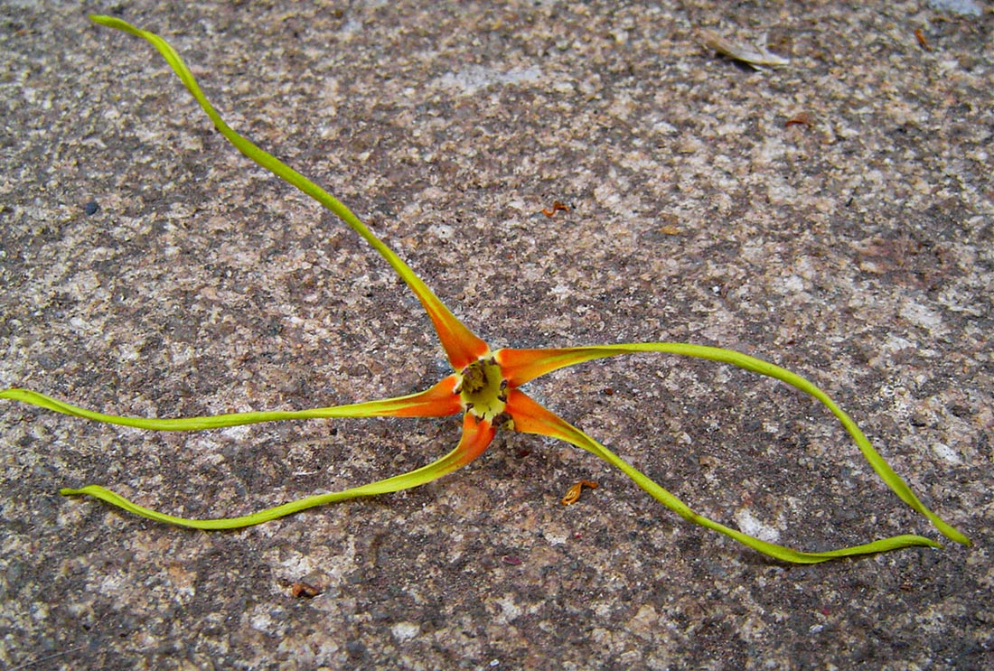 Strophanthus speciosus