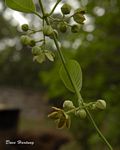 Mondia whitei