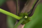 Mondia whitei