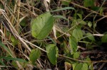 Mondia whitei