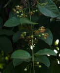 Mondia whitei