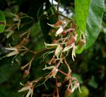 Tacazzea apiculata