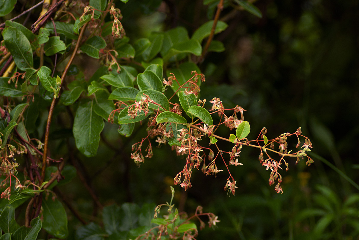 Tacazzea apiculata