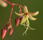 Tacazzea apiculata