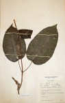 Parquetina calophylla