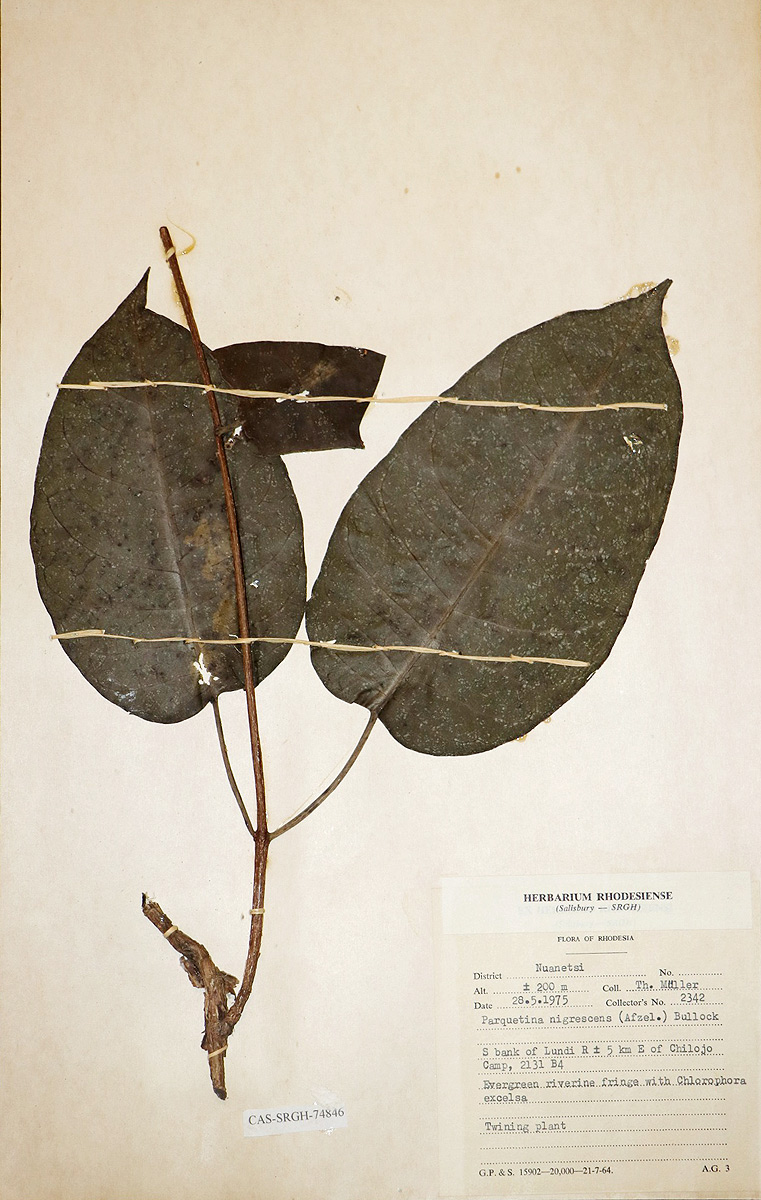 Parquetina calophylla