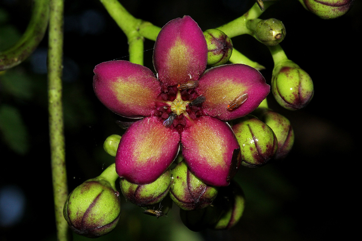 Parquetina calophylla