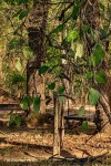 Parquetina calophylla