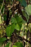 Parquetina calophylla